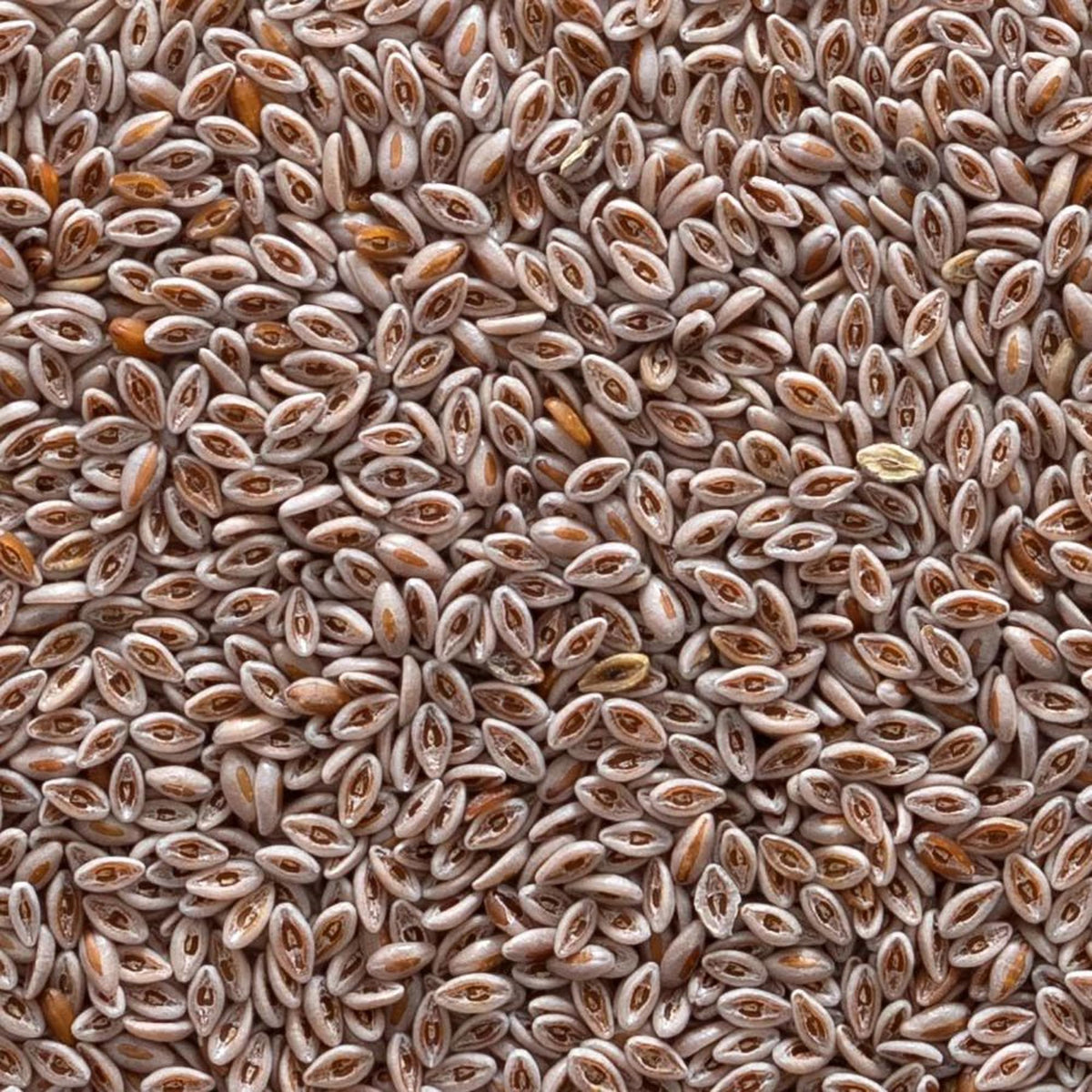 Organic Whole Psyllium Seed 1lb U8250