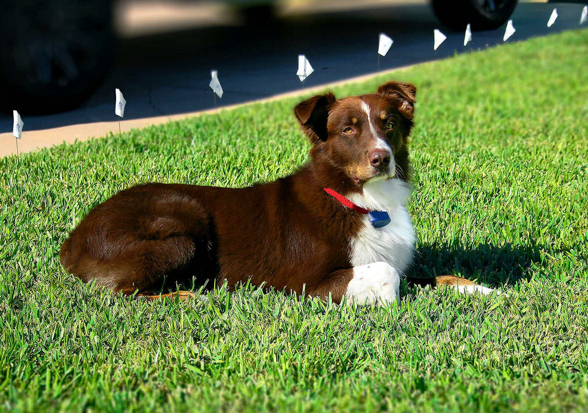 Dog Fence Add-On Receiver Collar B629589